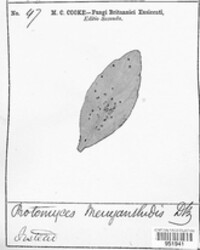 Physoderma menyanthis image